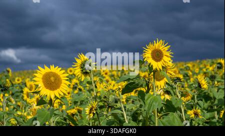 Sonnenblumenfeld in voller Blüte vor einem stürmischen Himmel auf einer Farm in der Nähe der Calder Bridge im Westen von Cumbria, Großbritannien. Stockfoto