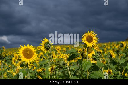 Sonnenblumenfeld in voller Blüte vor einem stürmischen Himmel auf einer Farm in der Nähe der Calder Bridge im Westen von Cumbria, Großbritannien. Stockfoto