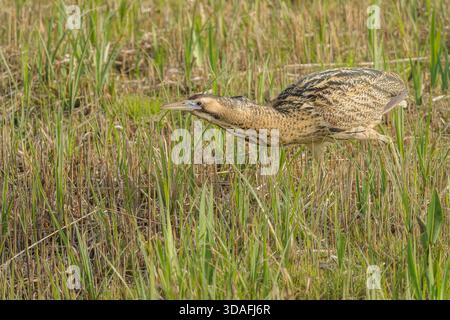 Eurasische Bitterkeit, Botaurus stellaris, Jagd in kurzer Vegetation, Minsmere, Suffolk, Vereinigtes Königreich Stockfoto