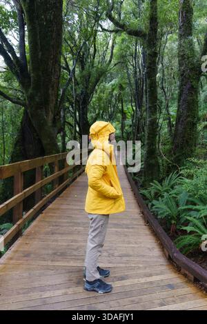 Reisende in gelber Regenjacke, die auf einer hölzernen Promenade im üppigen grünen Regenwald in Neuseeland steht Stockfoto