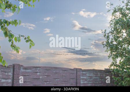 Eine Schar kleiner Vögel, die auf der Stromleitung vor einer hellen, ruhigen Abendhimmel thront Stockfoto