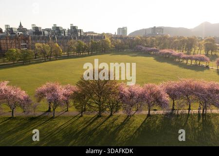 Aus der Vogelperspektive sehen Sie rosa Kirschblüten, die lange Schatten über die üppig grünen Weiten des Parks The Meadows in der Nähe von Edinburgh, Lauriston, Schottland, werfen Stockfoto