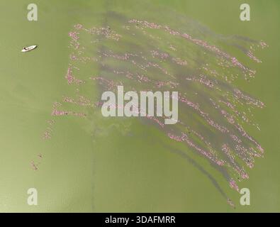 Aus der Vogelperspektive entfaltet sich eine lebhafte Szene, während rosa Seerosen in einem grünen Teich blühen, mit einem einsamen Boot in der Nähe, an Giang, Vietnam. Stockfoto