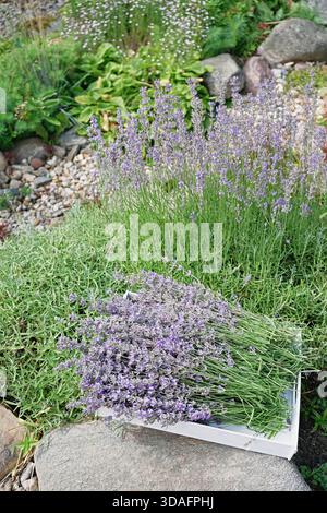 Frisch geschnittenes Lavendelbündel in weißem Tablett auf Stein im dekorativen Steingarten mit blühendem Lavendelbusch, Kräutermedizin und Naturkosmetik Stockfoto