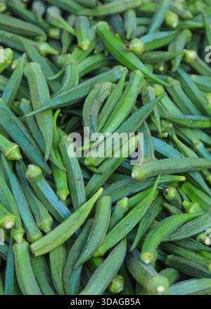 Nahaufnahme mehrerer Okra-Gemüse zum Verkauf Stockfoto