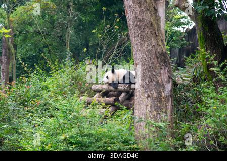 Riesenpanda in Holzblöcken an der Forschungsbasis der Riesenpandabutung in Chengdu, China Stockfoto