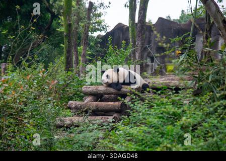 Riesenpanda in Holzblöcken an der Forschungsbasis der Riesenpandabutung in Chengdu, China Stockfoto