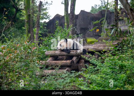 Riesenpanda in Holzblöcken an der Forschungsbasis der Riesenpandabutung in Chengdu, China Stockfoto