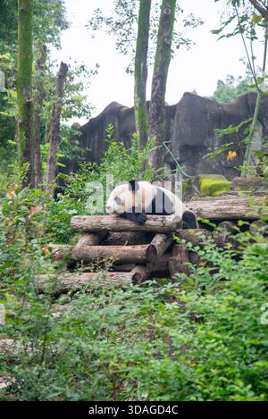 Riesenpanda in Holzblöcken an der Forschungsbasis der Riesenpandabutung in Chengdu, China Stockfoto