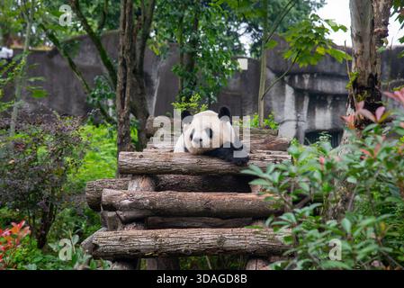 Riesenpanda in Holzblöcken an der Forschungsbasis der Riesenpandabutung in Chengdu, China Stockfoto
