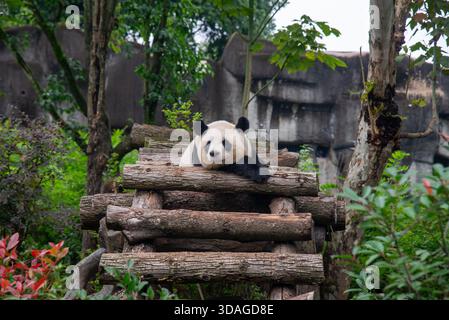 Riesenpanda in Holzblöcken an der Forschungsbasis der Riesenpandabutung in Chengdu, China Stockfoto