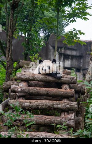 Riesenpanda in Holzblöcken an der Forschungsbasis der Riesenpandabutung in Chengdu, China Stockfoto