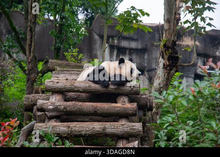 Riesenpanda in Holzblöcken an der Forschungsbasis der Riesenpandabutung in Chengdu, China Stockfoto
