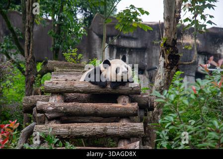 Riesenpanda in Holzblöcken an der Forschungsbasis der Riesenpandabutung in Chengdu, China Stockfoto
