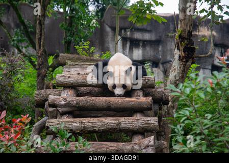Riesenpanda in Holzblöcken an der Forschungsbasis der Riesenpandabutung in Chengdu, China Stockfoto
