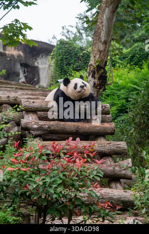 Riesenpanda in Holzblöcken an der Forschungsbasis der Riesenpandabutung in Chengdu, China Stockfoto