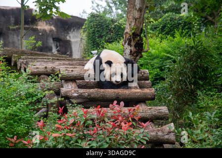 Riesenpanda in Holzblöcken an der Forschungsbasis der Riesenpandabutung in Chengdu, China Stockfoto