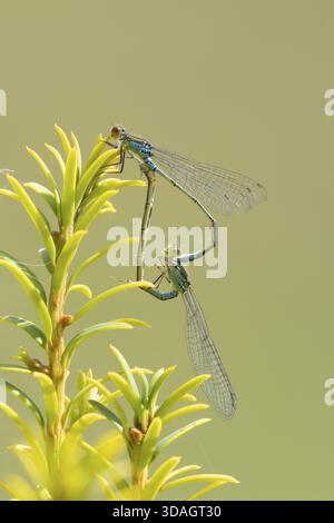 Erythromma najas zwei erwachsene Insekten, die sich im Sommer auf einem Eibenbaum paaren, England, Vereinigtes Königreich Stockfoto