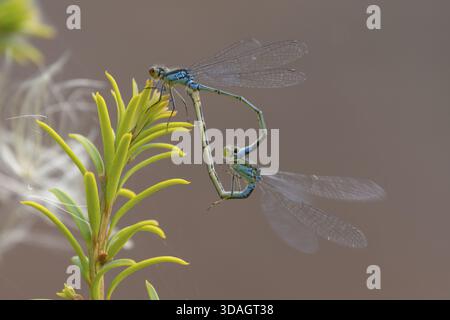 Erythromma najas zwei erwachsene Insekten, die sich im Sommer auf einem Eibenbaum paaren, England, Vereinigtes Königreich Stockfoto