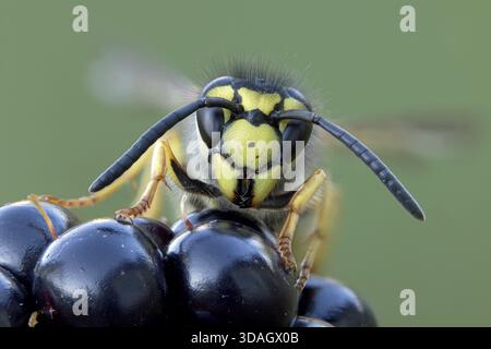 Wespe, Vespinae, Makroaufnahme, Porträt Stockfoto