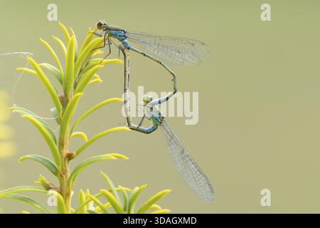 Erythromma najas zwei erwachsene Insekten, die sich im Sommer auf einem Eibenbaum paaren, England, Vereinigtes Königreich Stockfoto