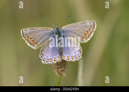 Gemeiner blauer Schmetterling (Polyommatus icarus), erwachsenes Insekt, das im Sommer auf einem Grasstamm ruht, England, Vereinigtes Königreich Stockfoto