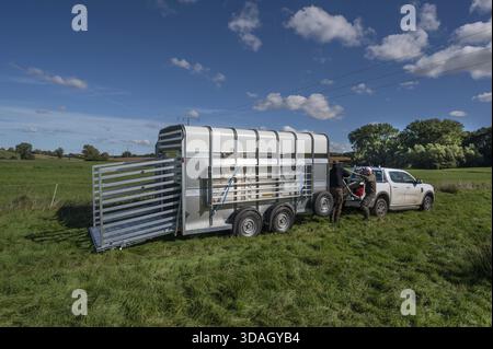Schafhirten bereiten die Verladung von Schafen auf der Weide mit einem Doppeldecker-Tiertransporter vor, Rehna, Mecklenburg-Vorpommenrn, Deutschland Stockfoto