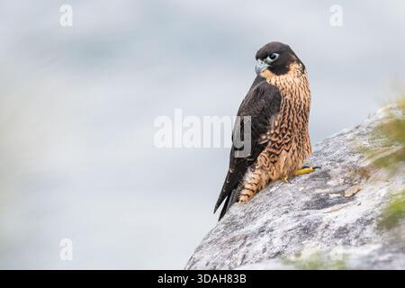 Wanderfalke (Falco peregrinus) an den Klippen, Sydney, NSW Stockfoto