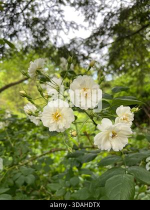 Rosen – die zeitlose Poesie der Natur. Stockfoto