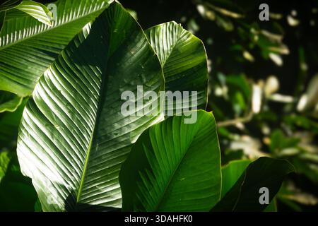 Nahaufnahme großer, grüner tropischer Blätter, die von starkem Sonnenlicht beleuchtet werden und kräftige Texturen, Schatten und natürliche Muster in einer üppigen Waldlandschaft zeigen. Stockfoto