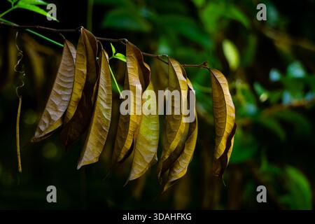 Nahaufnahme getrockneter brauner Blätter, die an einem dünnen Zweig in einem tropischen Wald hängen, mit Textur, natürlichem Verfall und weichem grünem Hintergrund Stockfoto