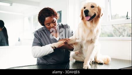 Tierarzt, Pflege und Frau mit Hund in der Klinik für Tierpflege, Service und medizinische Untersuchung. Tierarzt, Tierheim und Person mit Golden Retriever Stockfoto