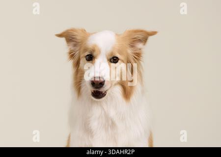 Border Collie blickt seitlich in entspannter Haltung. Weiche cremefarbene Wand und glatte Fellstruktur. Stockfoto