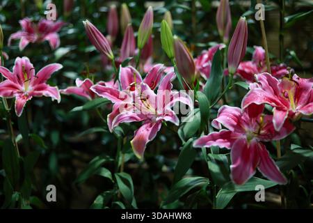Wunderschöne rosa Lilienblüten blühen im üppigen Garten. Leuchtende Blütenblätter und grüne Blätter sorgen mit vielen Knospen für ein Gefühl natürlicher Eleganz und Frische Stockfoto