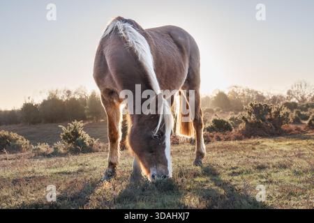 Hellbraunes Pony mit weißer Mähne und Blaze Stockfoto