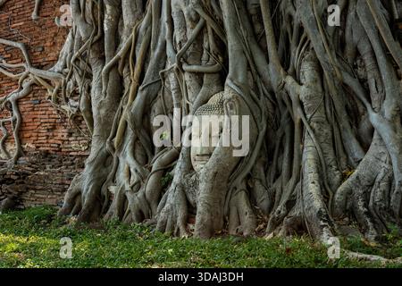 Ayutthaya, Thailand - 1. März 2025: Berühmter Buddha-Kopf in Bodhi-Baumwurzeln im Wat Mahathat, Ayutthaya Historic Park. Stockfoto