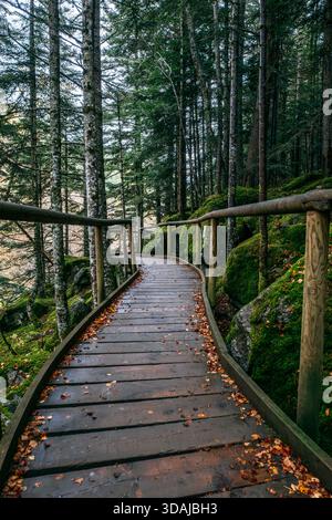 Wooden Boardwalk Trail schlängelt sich durch einen dichten Kiefernwald Stockfoto