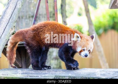 Der rote Panda läuft vorsichtig im Zoo und zeigt ein Alarmverhalten in einem kontrollierten Lebensraum für öffentliche Bildung und Artenschutz. Stockfoto
