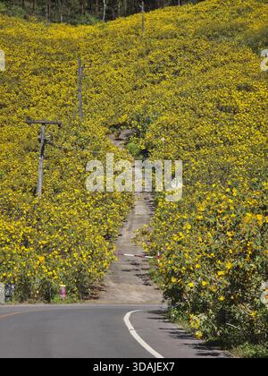 Die beschauliche Landstraße führt zu einem schmalen, unbefestigten Pfad auf einem Hügel, der mit zahlreichen wilden gelben Blumen bedeckt ist. Ruhige und lebendige ländliche Landschaft voller natura Stockfoto