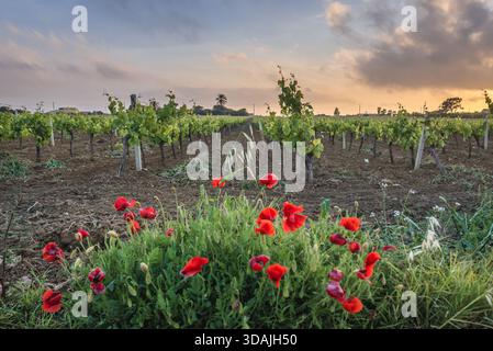 Abendlicher Blick auf das Weinfeld im Dorf Nubia in der Nähe der Stadt Trapani auf der Insel Sizilien in Italien Stockfoto