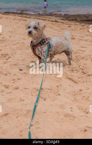 Jack Russell Cross Poodle Jackapoo ist schlauer und frecher am Strand Stockfoto