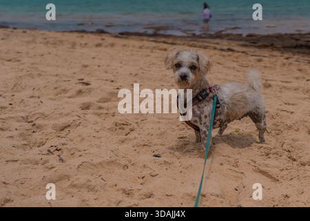 Jack Russell Cross Poodle Jackapoo ist schlauer und frecher am Strand Stockfoto