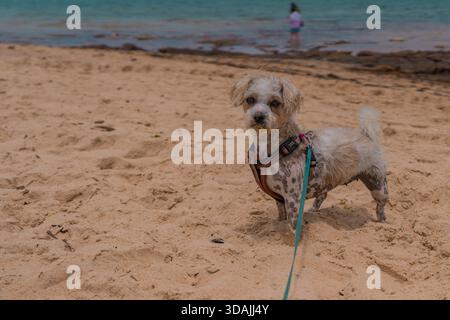 Jack Russell Cross Poodle Jackapoo ist schlauer und frecher am Strand Stockfoto
