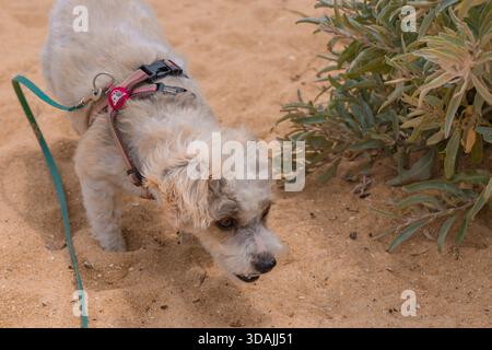 Jack Russell Cross Poodle Jackapoo ist schlauer und frecher am Strand Stockfoto