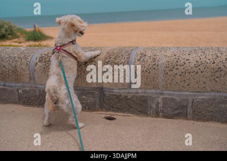 Jack Russell Cross Poodle Jackapoo ist schlauer und frecher am Strand Stockfoto