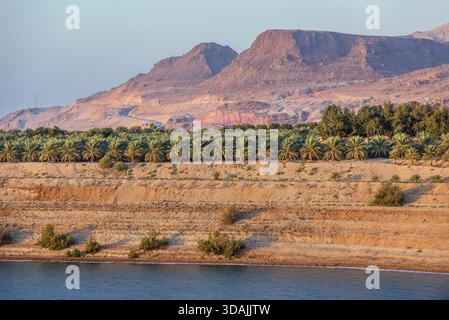 Palmen am Ufer des Toten Meeres vom Highway 65 in Jordanien aus gesehen Stockfoto