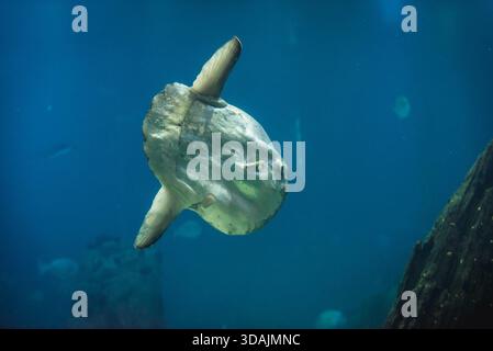 Ozeansonnenfisch kennt man auch als Mola-Fisch, der im Wasser schwimmt Stockfoto