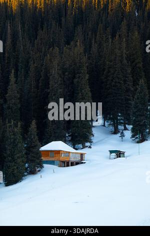 Ein kleines Holzhaus umgeben von einem dichten Wald von hohen Kiefern im Winter Stockfoto