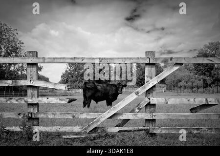 Stier in zerbrochenem, umzäuntem Holzgehege, flankiert von Bäumen als Kulisse unter hellem, wolkenbewölktem Himmel auf der Figham-Weide. Beverley, Yorkshire, Großbritannien. Stockfoto