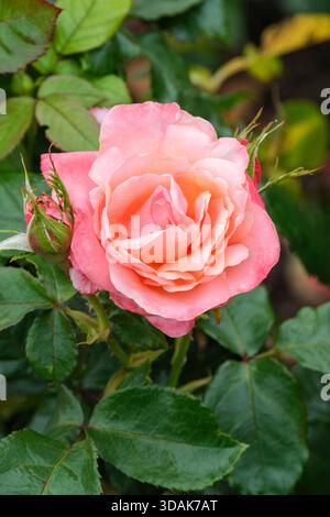 Rose Silver Jubilee, Rosa Silver Jubilee, Hybridtee, doppelt, rosa Blüten, nach Mitte mit Aprikose getönt, Stockfoto